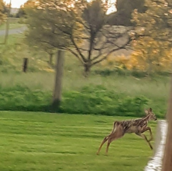 Meet your Posher, Layne - Picture 10 of 16